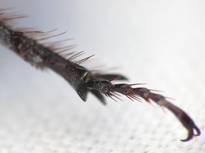 Oryctes nasicornis, European Rhinoceros beetle, leg joint, macro photograph